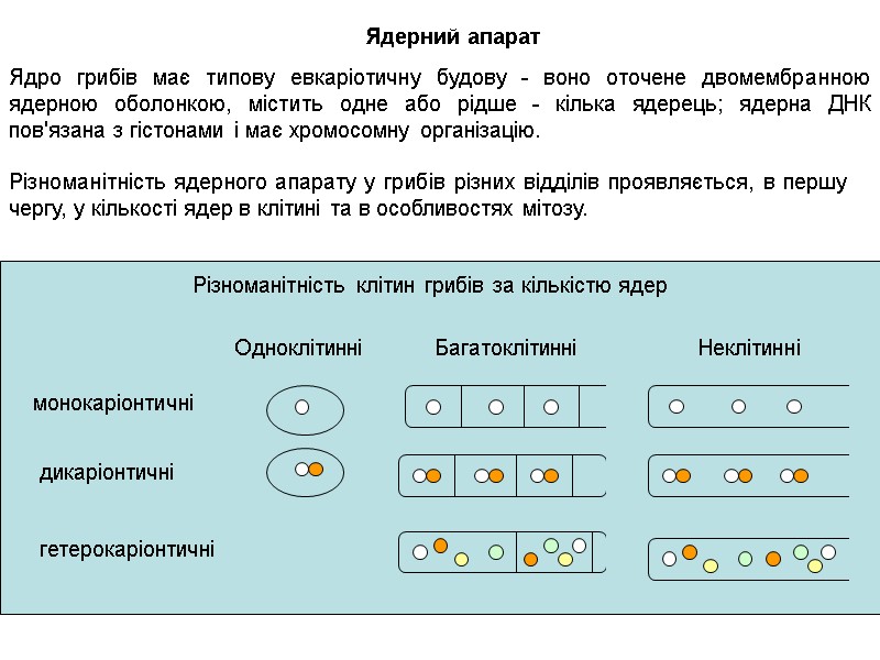 Різноманітність ядерного апарату у грибів різних відділів проявляється, в першу чергу, у кількості ядер